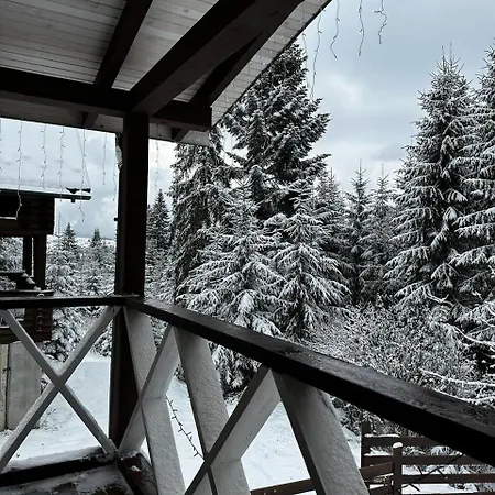 біла ведмедиця בקתה